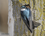 Tree Swallow