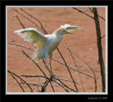 egret.