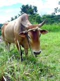 Creole bovine in the cane fields