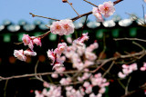 The very first CherryBlossom at Naksansa Temple