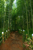 Bamboo Park 8.jpg