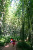 Bamboo Park 12.jpg