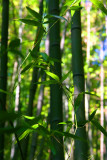 Bamboo Park 17.jpg