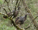 Turkey Hens in a Walnut Tree