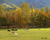 Autumn Field in Cades Cove