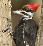 Pileated