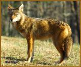 Coyote In Cades Cove