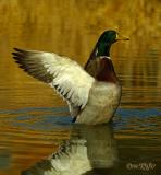 Mallard