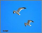 Two Gulls over Sevierville
