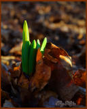 One Morning in Spring