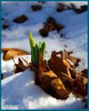 Daffodils in Snow