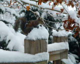Snow or not I've got to eat.
