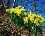 Hillside Daffodils