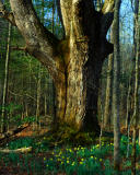 White Oak, Daffodils and Blue