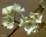 Pear Blossoms