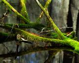 Sporangium in an Interesting Swamp - Cades Cove