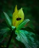 Yellow Trillium