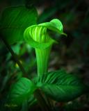 Jack in the Pulpit