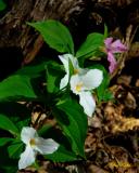 Cluster of Trillium