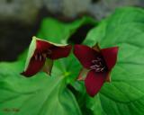 Red Trillium