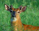 Returning Antlers on Split Ear