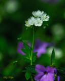 Fringed Phacelia