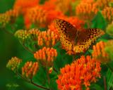 Fritillary on Butterfly Weed