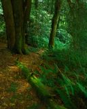 Beneath a Hemlock Tree