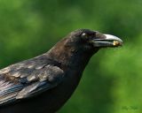 Crow on a Fence Post