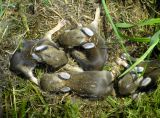 Little Guys in the Grass