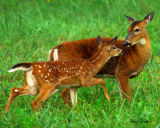 Fawn with Mother