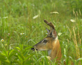 In Summer Grasses