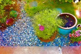 Back Yard 1