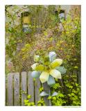 Fairhaven: Flower