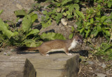 Wee Stoat