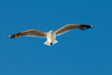 Bouberg Seagulls
