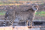 Cheetah 1.jpg