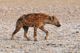 Namutoni Hyena