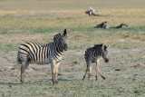 Chobe Zebra 2.jpg