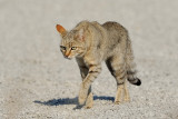 Wild Cat walking out of the Pan