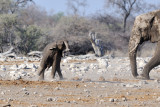 Namutoni Baby Elephant 1