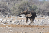 Namutoni Baby Elephant 2