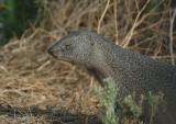 Mongoose sneaking by