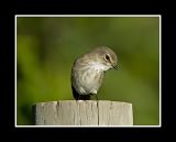 Dusky Flycatcher