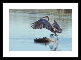 Goliath Heron