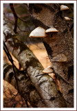 TreeShrooms