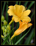 Pure Yellow Tiger Lilly Growing Wild - Part II