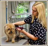Doggie Gets a Trim at Flawless Paws