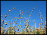 Flower heads