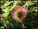 Flower head